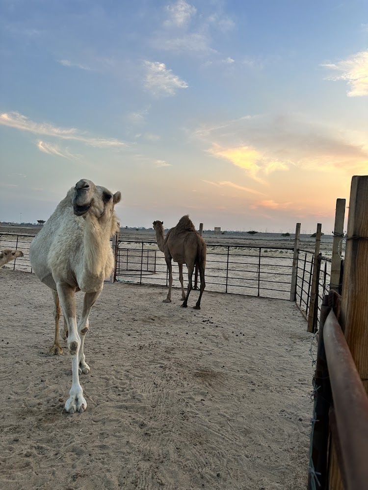 الشرقيه في الخفجي