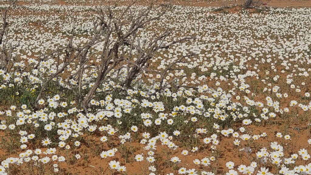 حائل في حائل